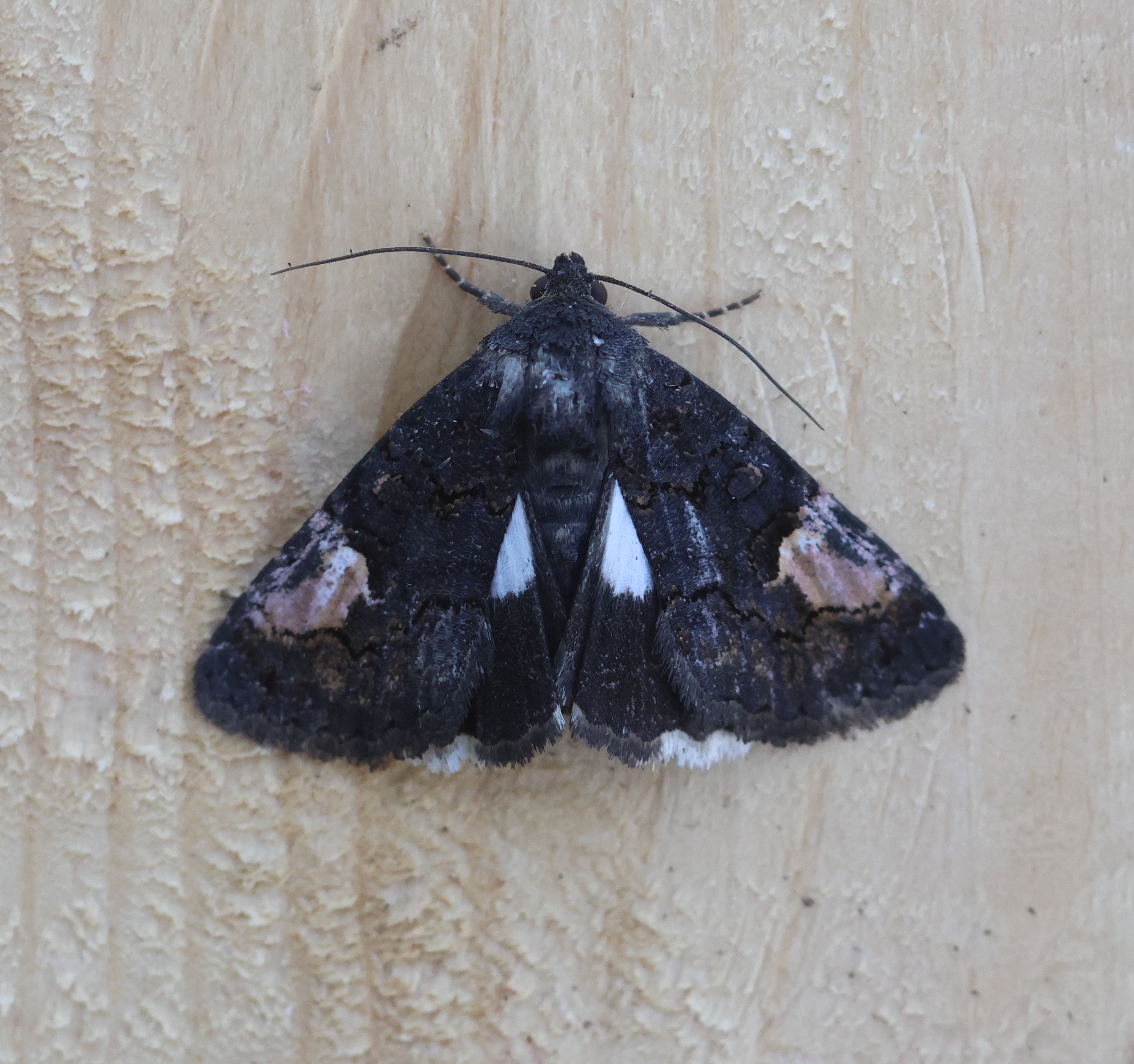 Photo of Druid (Aedia funesta)